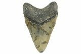 Fossil Megalodon Tooth - North Carolina #346330-2